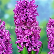 荷兰进口风信子种球假一罚百紫色感觉紫色风信子