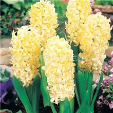 荷兰进口风信子种球假一罚百哈姆之城