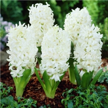 荷兰进口风信子种球假一罚百白珍珠