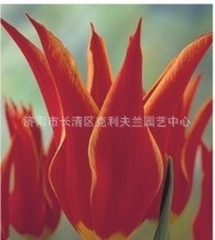 批发荷兰进口郁金香种球常温球阿拉丁郁金香花种花球