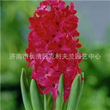 荷兰进口风信子种球简波斯