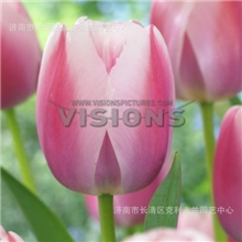 批发荷兰进口郁金香种球冷冻球5度球春节开花奥利斯花种