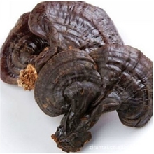 药都亳州中药材批发无腿灵芝灵芝紫灵芝木灵芝按方抓药