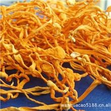 中药材批发专卖孢子头大孢子头虫草花北虫草金虫草精选品质