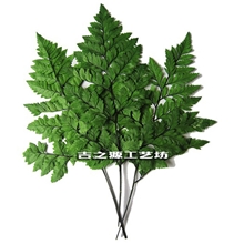 供应保鲜花花材小片高山羊齿批发云南优质永生配草高山羊齿小片装