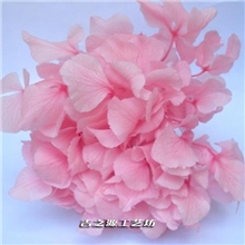 厂家直销绣球花供应云南优质绣球花批发保鲜花系列花材绣球花