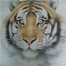 中国画实力派职业画家边三平工笔虎作品【名家书画特惠大酬宾】