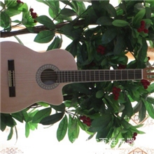 江苏百姓乐器批发供应优质39寸缺角练习古典吉他（包白边）