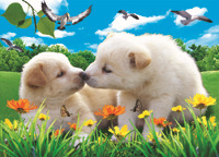 高清立体画批发，义乌三维画批发，3D光栅画，35*50小狗