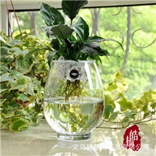 【皓杨】恐龙蛋玻璃花瓶外贸出口透明水培花瓶玻璃水培