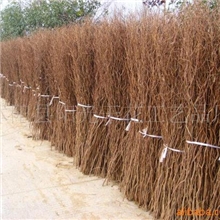 大量供应原木色天然树枝龙柳本色云龙柳LED灯串组合套装(图)