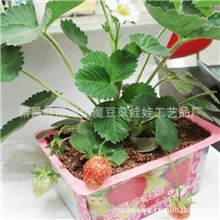 供应草娃娃妈妈果园太太果园DIY开心农场微型盆栽开心果园diy