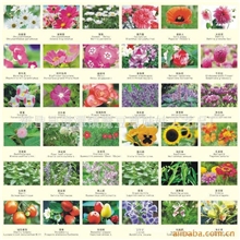 供应批发草娃娃花卉花籽绿色种植园艺种子花草种子质量保证