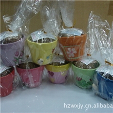 爱情魔豆神奇魔豆陶瓷花盆罐装魔豆白豆种子