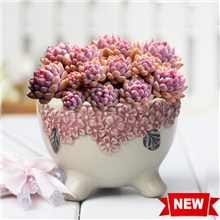 爱家惠儿韩国多肉花盆韩式手工陶瓷花盆多肉花盆超美