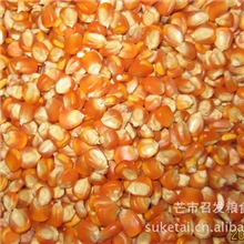 【农户直销、可全国送货】长期批发供应德宏三级玉米