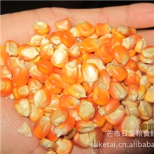 【农户直销、可全国送货】长期批发供应德宏一级玉米