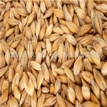 供应优质带壳大麦、发芽大麦、啤酒大麦
