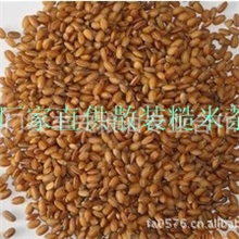 厂家直销糙米茶老年保健品糙米茶糙米茶