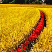 袋装25公斤大米批发东北大米生态大米