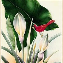 批发供应装饰花卉