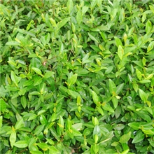 本少利大.种茶苗栽茶树.适应性广的新品种.