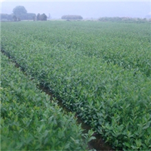 茶苗新品种供应