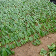 茶叶致富的关键.在于选苗.龙井43.乌牛早.浙农117等等