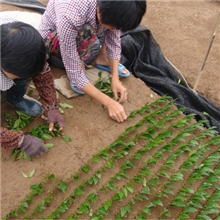 新昌茶苗.主要乌牛早.龙井43.白茶.浙农117等