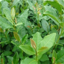 特香茶苗.龙井43.平阳特早等品种.