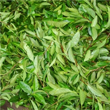 发财致富有高招，听听看看财源道。您的选择大于努力.茶苗供应。