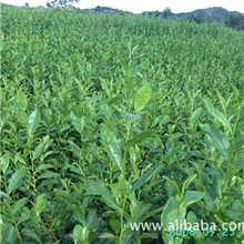 茶苗供应乌牛早.龙井43.迎霜.等等