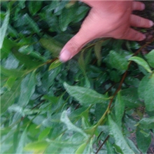 高产茶叶.特粗茶芽茶苗浙农117等品种