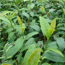 白茶.黄茶.绿茶.红茶.茶茶赚钱.沙土.黄土.黑土.白土.处处发芽。