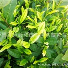 红芽.白芽.绿芽.黄芽优质茶苗