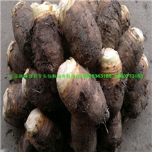 供应批发广西桂林农副土特产农副产品荔浦香芋头芋头种槟榔芋