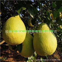 供应批发广西桂林土特产农副产品沙田柚蜜柚夏橙金桔