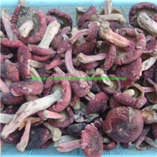 供应批发广西桂林土特产野生干红菇