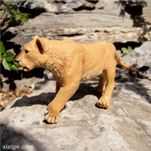 美国Safari正品雌狮母狮仿真野生动物幼儿园教具玩具批发无毒无味