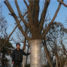 大量供应15-50公分优美柿子树造型优美