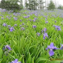 专业供应绿化苗木地被灌木鸢尾
