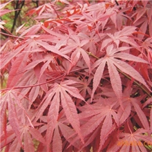 供应绿化苗木红枫