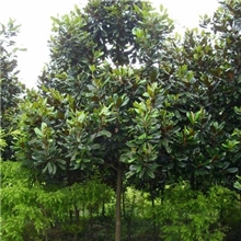 专业供应各种规格国槐