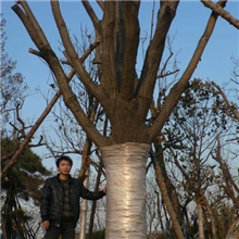 专业供应绿化工程苗木-柿子树大柿子树