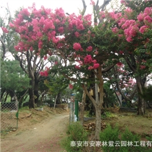 销售大规格优质紫薇大树、紫薇树紫薇苗木