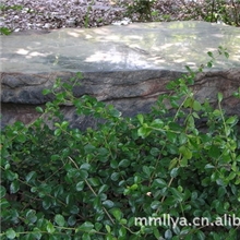 九龙壁/石台/茶台/奇石/石头/玉石/礼品/泰山石/田黄1539重2.3吨