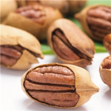 批发碧根果500克、美国山核桃、长寿果中大圆