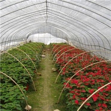 供应高山一品红