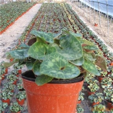 供应高山仙客来