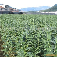 供应香水百合种球（8月15日）生长情况